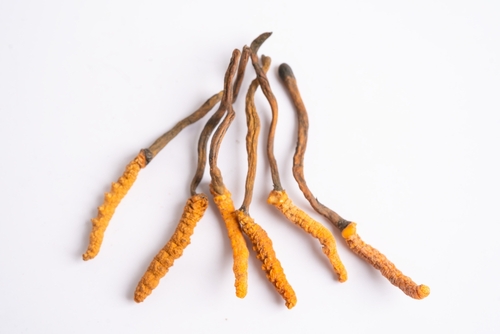 Cordyceps sinensis a jeho účinky